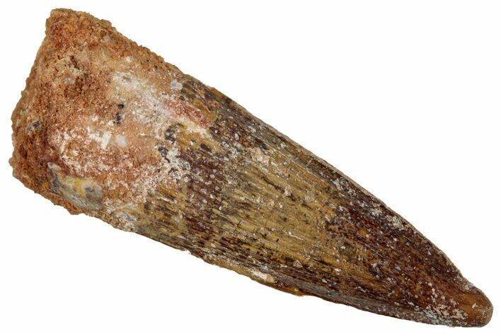 Juvenile Fossil Spinosaurus Tooth - Real Dinosaur Tooth #348720